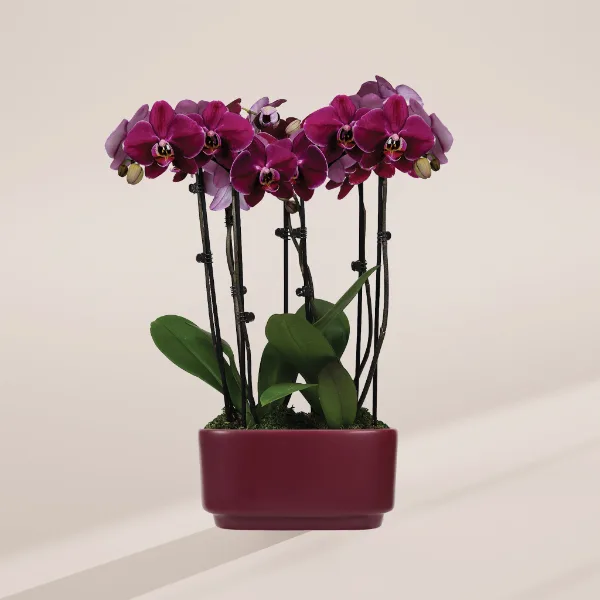 Lively Root Dark Purple Orchid Centerpiece