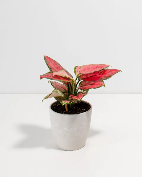 Lively Root Pink Aglaonema Beauty plant