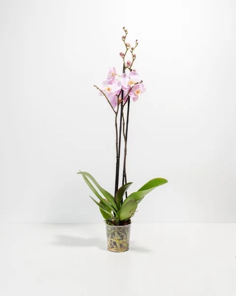 Lively Root pink orchid