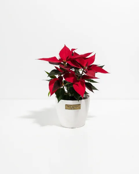 Lively Root Red Poinsettia