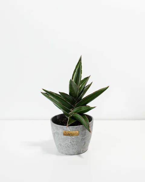 Lively Root Sansevieria Samurai snake plant