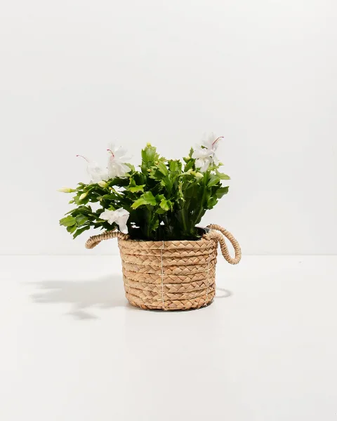 Lively Root White Christmas Cactus