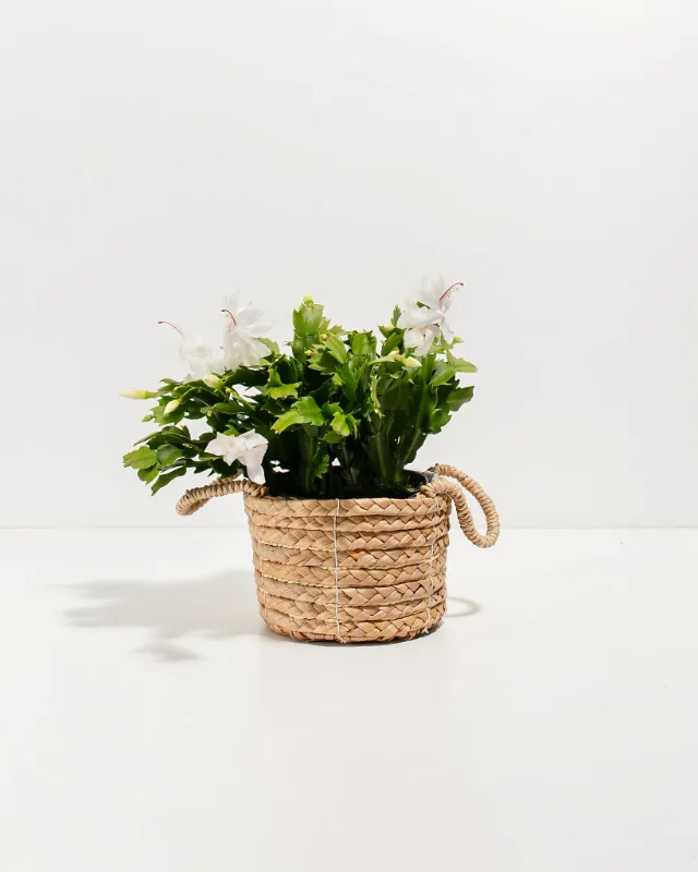 Lively Root white Christmas cactus