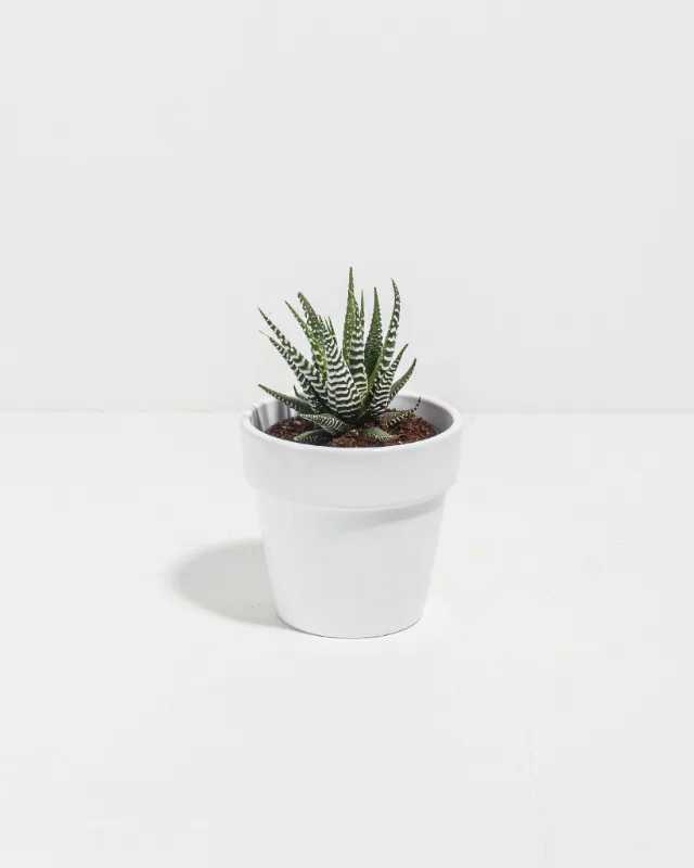 Lively Root zebra haworthia succulent