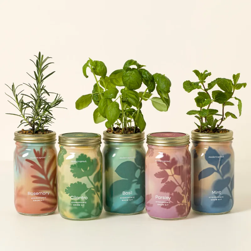 Mason jar indoor herb garden